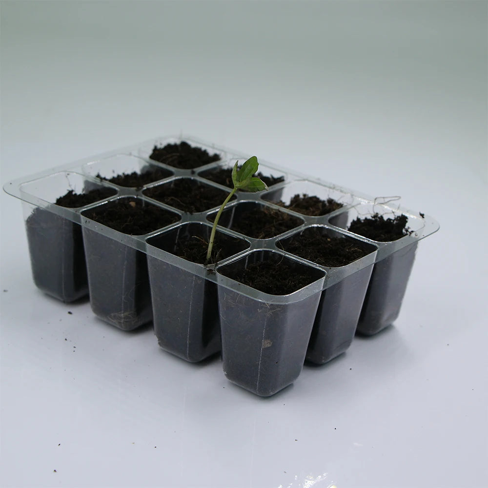 6/12 Cell PET Seeds Starter Tray Plastic Transparent Nursery Growing Pots for Garden Indoor Plant Vegetable Seedlings Container